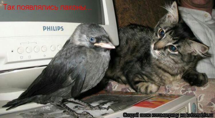 Котоматрица: Так появлялись паконы...