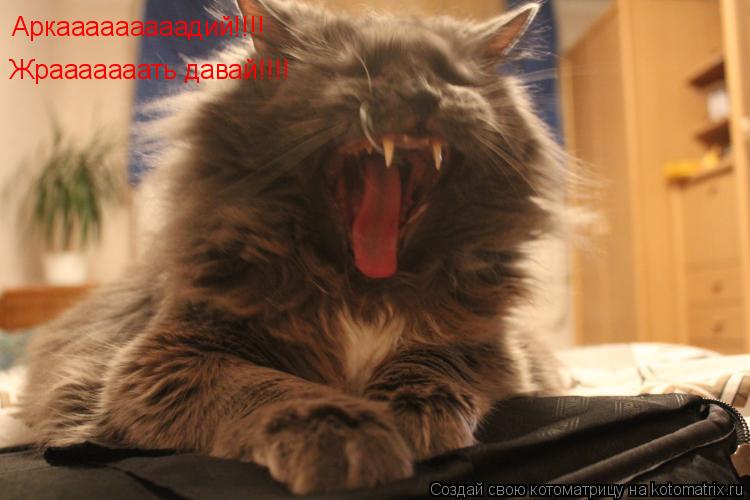 Котоматрица: Аркааааааааадий!!!! Жрааааааать давай!!!!