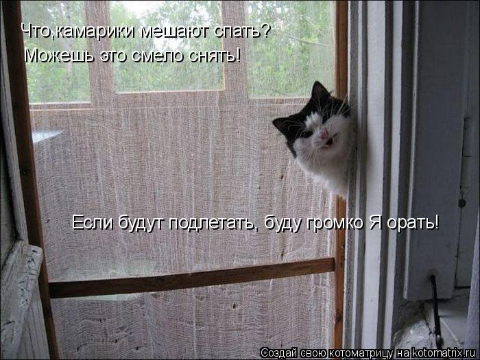 Котоматрица: Что,камарики мешают спать? Можешь это смело снять! Если будут подлетать, буду громко Я орать!