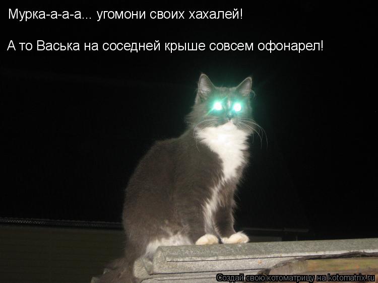 Котоматрица: Мурка-а-а-а... угомони своих хахалей! А то Васька на соседней крыше совсем офонарел!