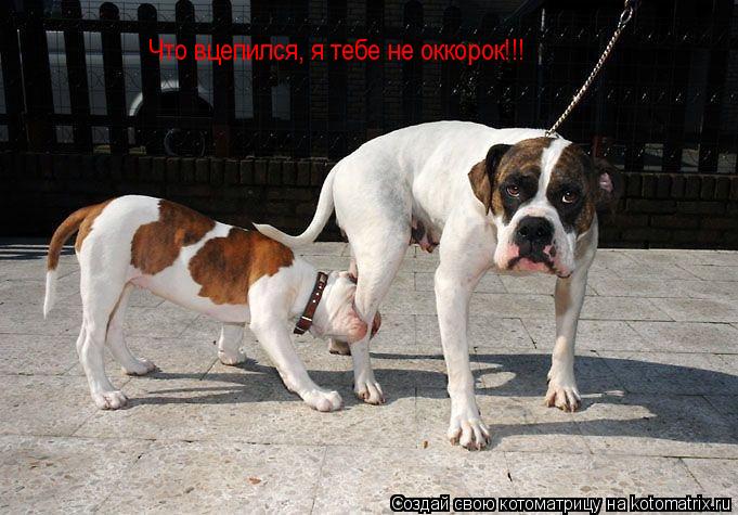 Котоматрица: Что вцепился, я тебе не оккорок!!!