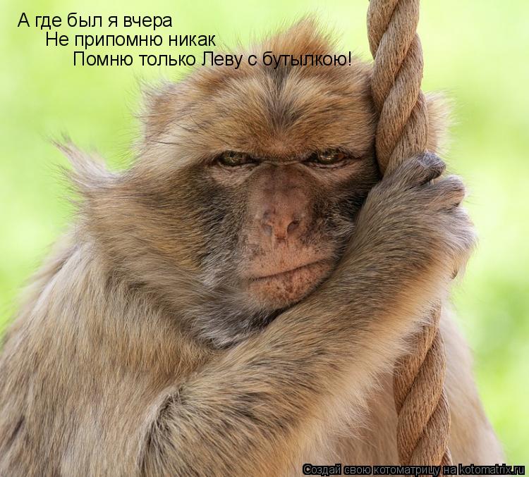 Котоматрица: А где был я вчера Не припомню никак Помню только Леву с бутылкою!