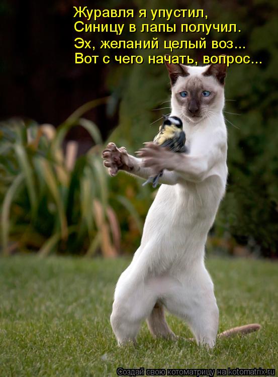 Котоматрица: Журавля я упустил, Синицу в лапы получил. Эх, желаний целый воз... Вот с чего начать, вопрос...