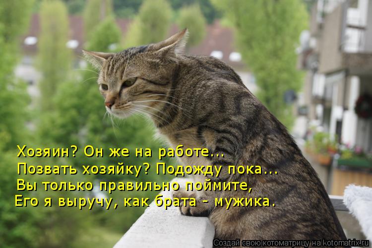 Котоматрица: Хозяин? Он же на работе... Позвать хозяйку? Подожду пока... Вы только правильно поймите, Его я выручу, как брата - мужика.