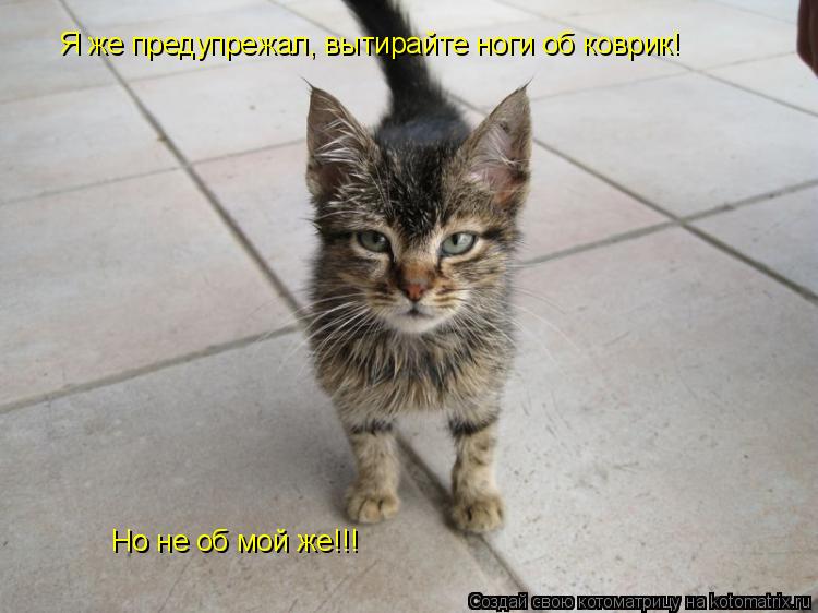 Котоматрица: Я же предупрежал, вытирайте ноги об коврик! Но  Но не об мой же!!!