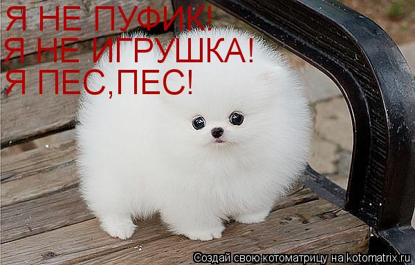 Котоматрица: Я НЕ ПУФИК! Я НЕ ИГРУШКА! Я ПЕС,ПЕС!