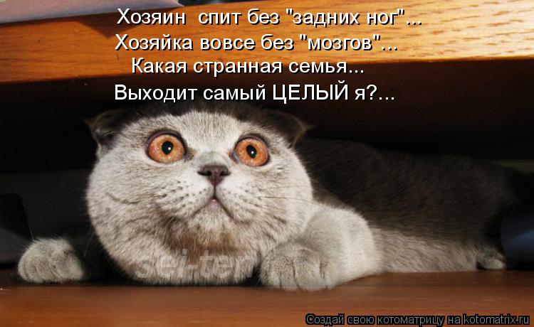 Хозяин спит без "задних ног"... Хозяйка вовсе без "мозгов"... Какая странная семья... Выходит самый ... Котоматрица: Хозяин спит без "задних ног"... Хозяйка вовсе без "мозгов"... Какая странная семья... Выходит самый ЦЕЛЫЙ я?...