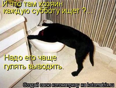 Котоматрица: И что там хозяин каждую субботу ищет ?... Надо его чаще гулять выводить.