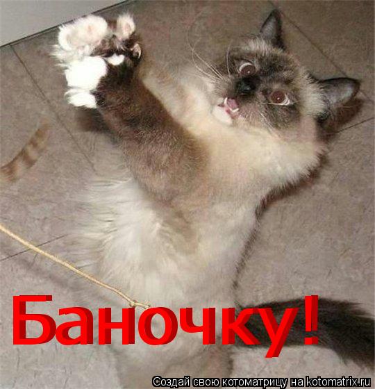 Котоматрица: Баночку! Баночку!