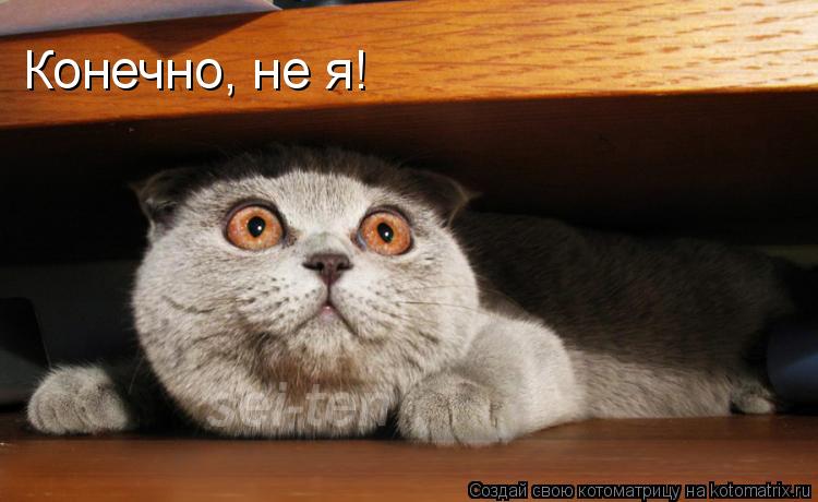 Котоматрица: Конечно, не я!