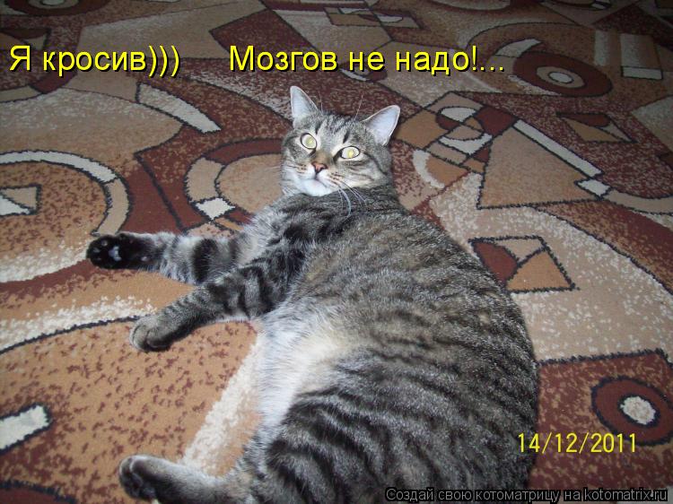 Котоматрица: Я кросив)))     Мозгов не надо!... Я кросив)))     Мозгов не надо!...