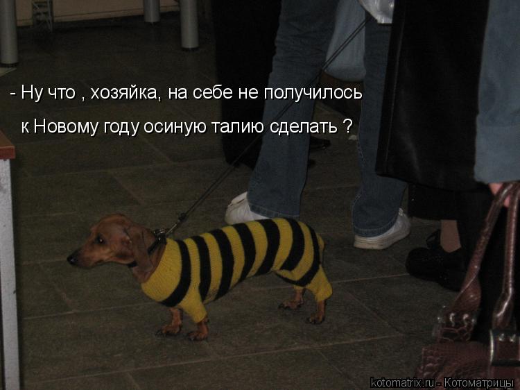 Котоматрица: - Ну что , хозяйка, на себе не получилось к Новому году осиную талию сделать ?