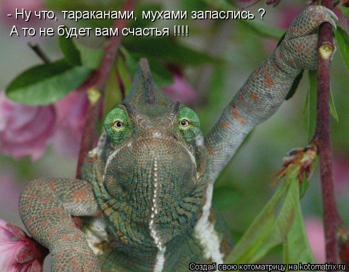 Котоматрица: - Ну что, тараканами, мухами запаслись ? А то не будет вам счастья !!!!