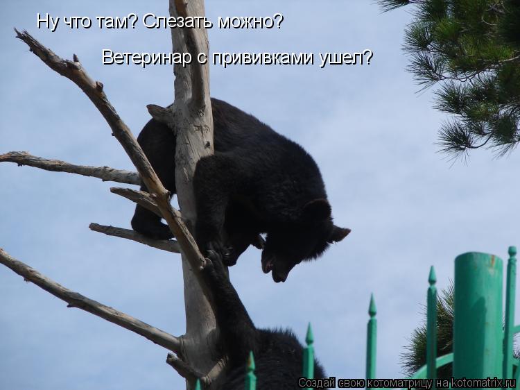 Котоматрица: Ну что там? Слезать можно? Ветеринар с прививками ушел?