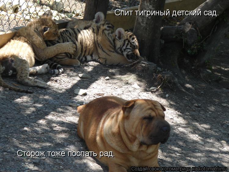 Котоматрица: Спит тигриный детский сад. Сторож тоже поспать рад.