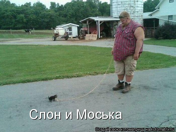 Котоматрица: Слон и Моська