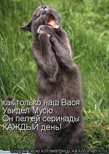 Котоматрица: как только наш Вася Увидел Мусю Он пел ей серинады КАЖДЫЙ день!