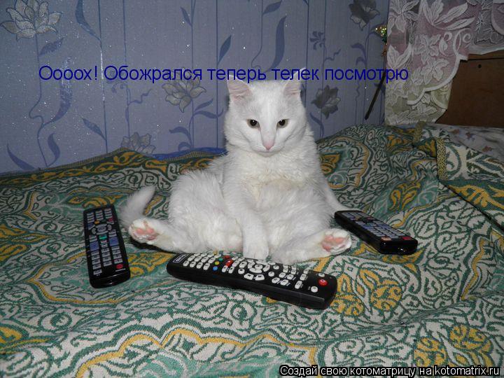 Котоматрица: Оооох! Обожрался теперь телек посмотрю