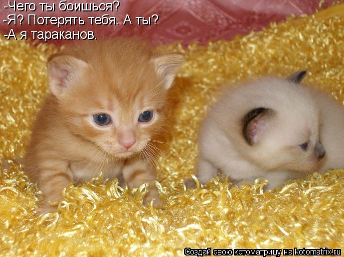 Котоматрица: -Чего ты боишься? -Я? Потерять тебя. А ты? -А я тараканов.