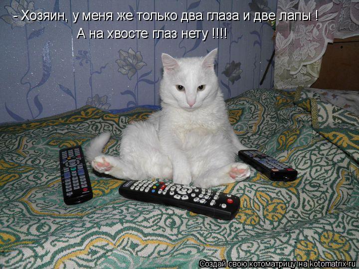 Котоматрица: - Хозяин, у меня же только два глаза и две лапы ! А на хвосте глаз нету !!!!