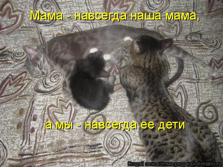 Котоматрица: Мама - навсегда наша мама, а мы - навсегда ее дети