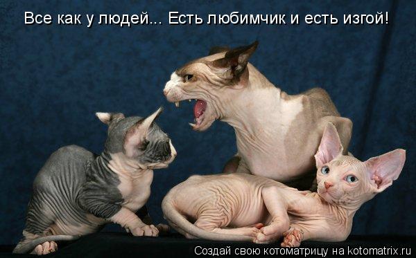 Котоматрица: Все как у людей... Есть любимчик и есть изгой!