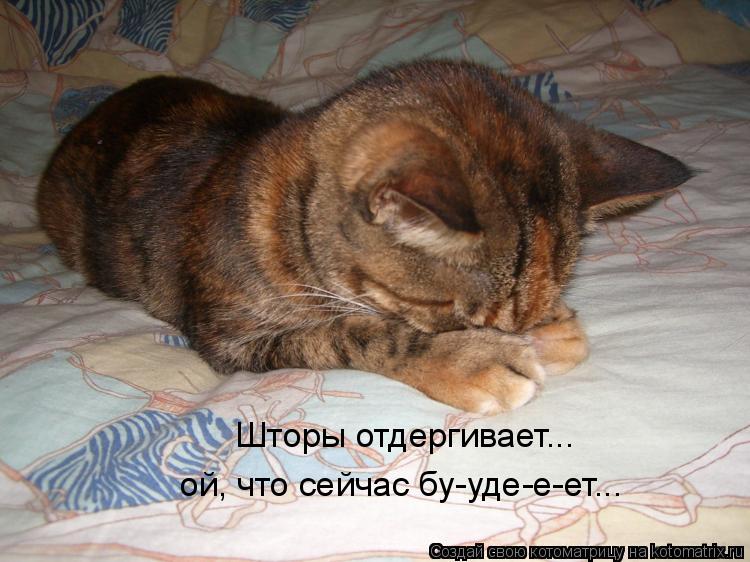 Котоматрица: Шторы отдергивает... ой, что сейчас бу-уде-е-ет...