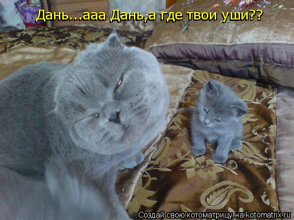Котоматрица: Дань...ааа Дань,а где твои уши?? Дань...ааа Дань,а где твои уши??