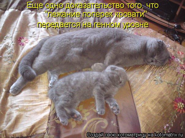 Котоматрица: Еще одно доказательство того, что "лежание поперек кровати" передается на генном уровне