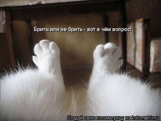 Котоматрица: Брить или не брить - вот в чём вопрос!