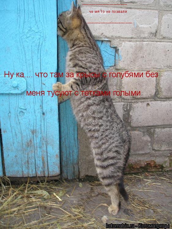 Котоматрица: Ну ка.... что там за крысы с голубями без меня тусуют с тетками голыми че мя то не позвали ____________________ ____________________