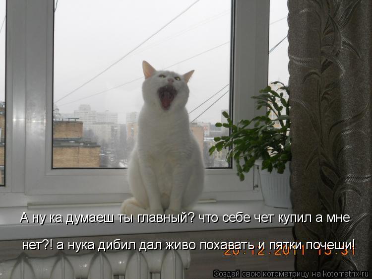 Котоматрица: А ну ка думаеш ты главный? что себе чет купил а мне  нет?! а нука дибил дал живо похавать и пятки почеши!