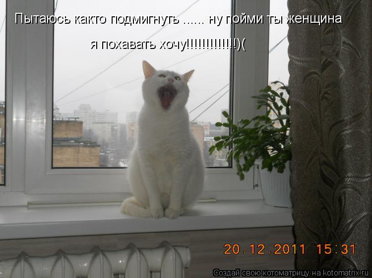 Котоматрица: Пытаюсь както подмигнуть ...... ну пойми ты женщина я похавать хочу!!!!!!!!!!!!!)(