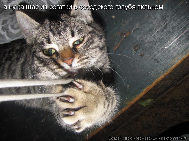 Котоматрица: а ну ка шас из рогатки в соседского голубя пкльнем