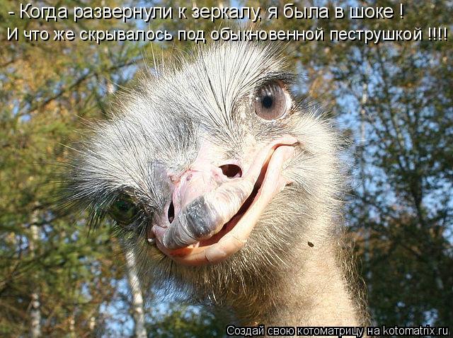Котоматрица: - Когда развернули к зеркалу, я была в шоке ! И что же скрывалось под обыкновенной пеструшкой !!!!