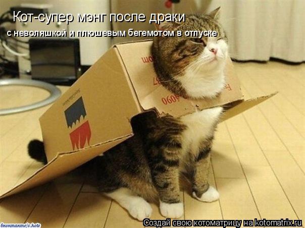 Котоматрица: Кот-супер мэнг после драки с неволяшкой и плюшевым бегемотом в отпуске