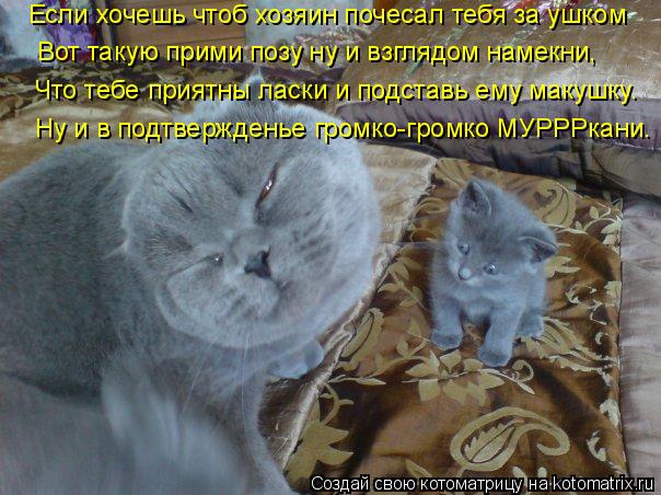 Котоматрица: Если хочешь чтоб хозяин почесал тебя за ушком Ну и в подтвержденье громко-громко МУРРРкани. Вот такую прими позу ну и взглядом намекни, Что 
