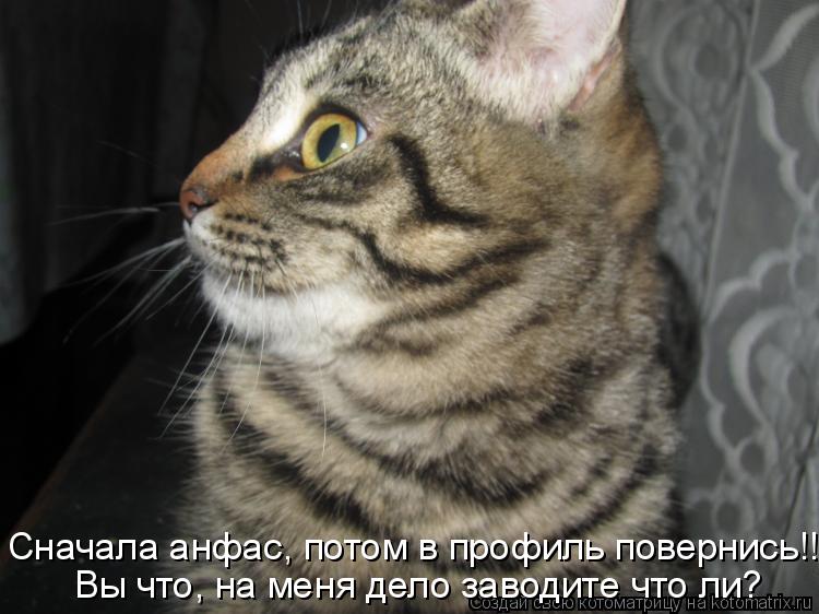 Котоматрица: Сначала анфас, потом в профиль повернись!!! Вы что, на меня дело заводите что ли?