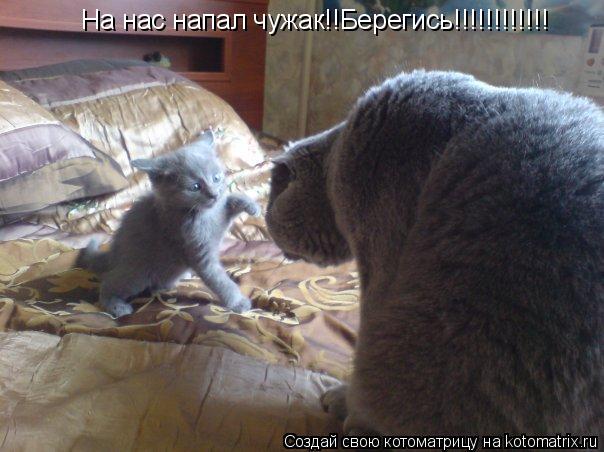 Котоматрица: На нас напал чужак!!Берегись!!!!!!!!!!!!