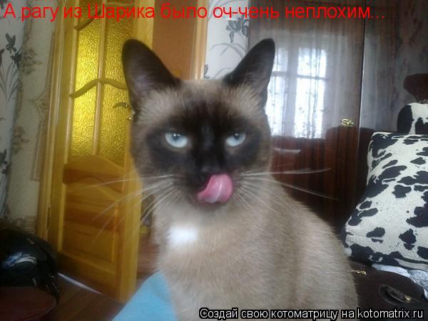 Котоматрица: А рагу из Шарика было оч-чень неплохим...