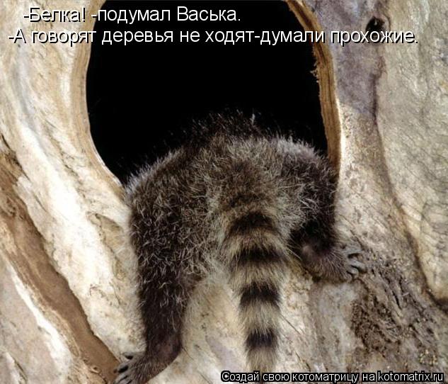 -Белка! -подумал Васька. -А говорят деревья не ходят-думали прохожие.... Котоматрица: -Белка! -подумал Васька. -А говорят деревья не ходят-думали прохожие.