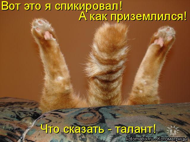 Вот это я спикировал! А как приземлился! Что сказать - талант!... Котоматрица: Вот это я спикировал! А как приземлился! Что сказать - талант!