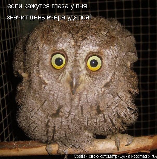 если кажутся глаза у пня... значит день вчера удался!... Котоматрица: если кажутся глаза у пня... значит день вчера удался!
