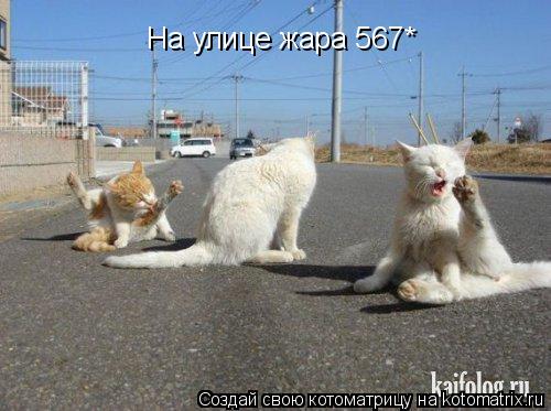 Котоматрица: На улице жара 567*