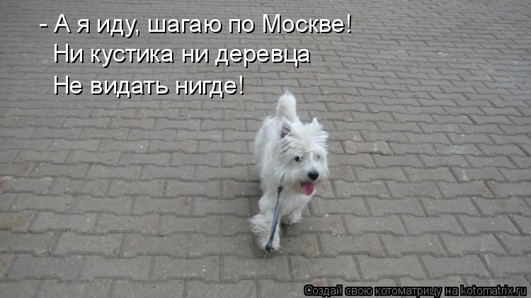 Котоматрица: - А я иду, шагаю по Москве! Ни кустика ни деревца  Не видать нигде!