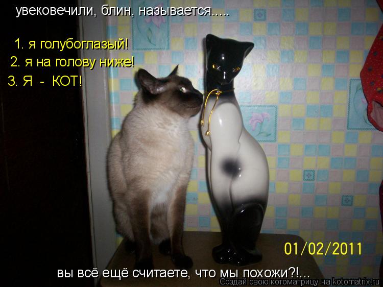 Котоматрица: увековечили, блин, называется..... 1. я голубоглазый! 2. я на голову ниже! 3. Я  -  КОТ! вы всё ещё считаете, что мы похожи?!...