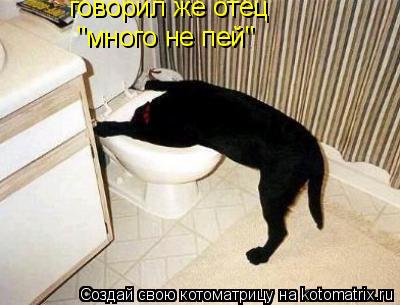 Котоматрица: говорил же отец "много не пей"