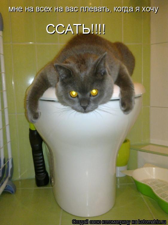 Котоматрица: мне на всех на вас плевать, когда я хочу  ССАТЬ!!!!