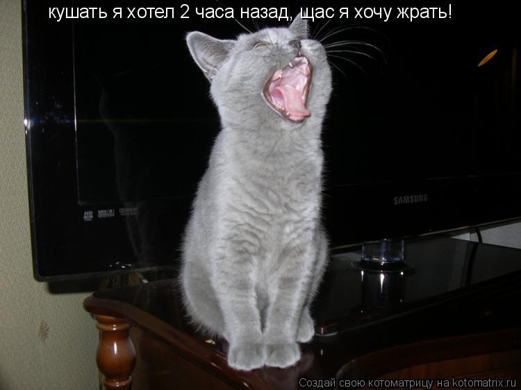кушать я хотел 2 часа назад, щас я хочу жрать!... Котоматрица: кушать я хотел 2 часа назад, щас я хочу жрать!
