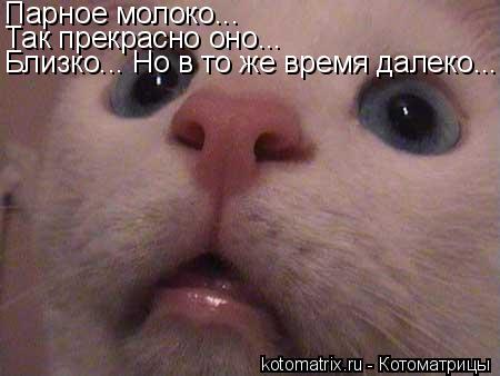 Котоматрица: Парное молоко... Так прекрасно оно... Близко... Но в то же время далеко...